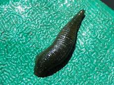 Leaches