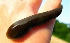 Leaches