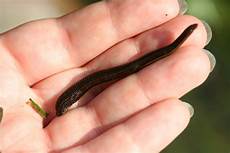Leaches