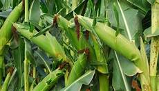 Maize Harvesting Machine