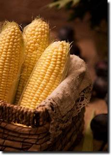 Maize Harvesting Tray