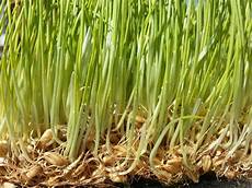 Maize Harvesting Trays