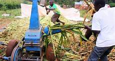 Making Silage From Maize