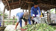 Making Silage From Maize