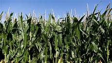 Making Silage From Maize