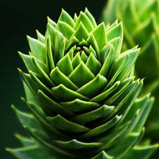 Medical Plants Consultancy Services