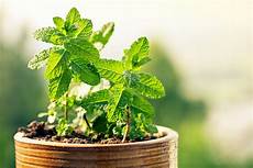 Medicinal Herbs