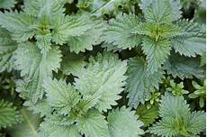 Medicinal Herbs