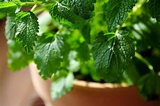 Medicinal Herbs