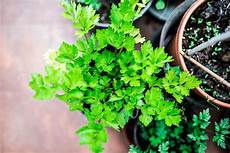 Medicinal Herbs