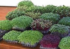 Micro Garden Ploughes