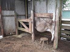 Milking Stall