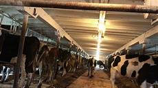 Milking Stall