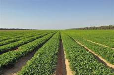 Peanut Harvesters