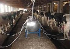 Pipeline Milking Machine