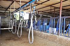 Pipeline Milking Machine