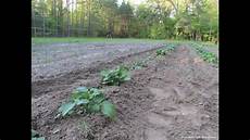 Potato Planter Rake