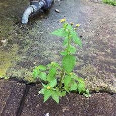 Potato Weeder