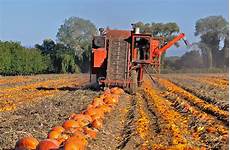 Pumpkin Seed Harvester