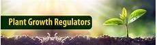 Regulator Of Plant Growth