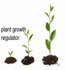 Regulator Of Plant Growth
