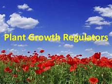 Regulators Of Plant Growth