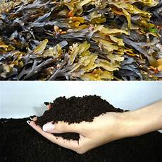 Seaweed Fertilizer