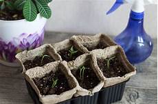 Seed Cleaning Plant