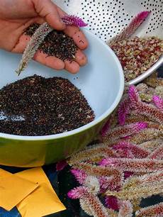 Seed Cleaning Plant