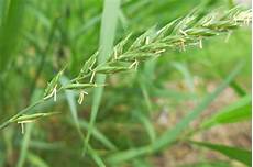 Seed Cleaning Plant