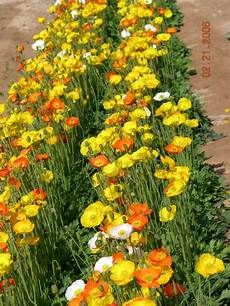 Seed Production Machinery