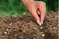 Seeding Consultancy Services