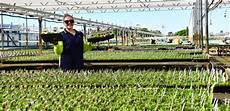Seedling Sowing Machines