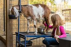 Sheep And Goats Milking