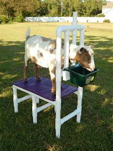 Sheep And Goats Milking