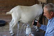 Sheep Goats Milking