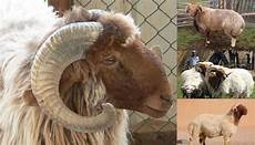 Sheep Mil