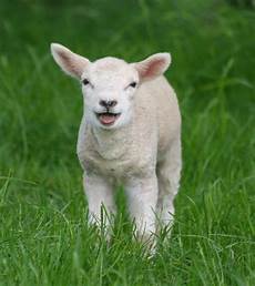 Sheep Mil