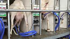 Sheep Milking Units