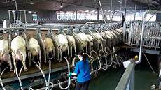 Sheep Milking