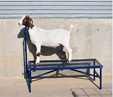 Sheep Milking
