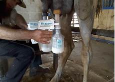 Sheep Milking