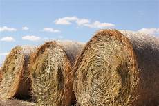 Silage Hay