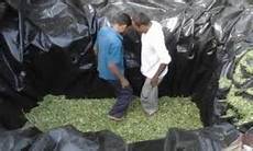 Silage Making Procedure