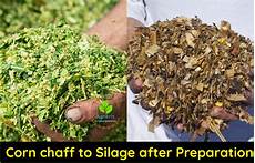 Silage Making Procedure