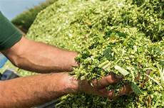 Silage Production