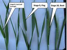 Silages