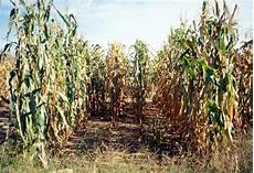 Silages