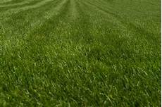 Single Blade Grass Mower