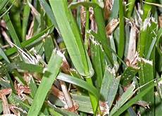 Single Blade Grass Mower